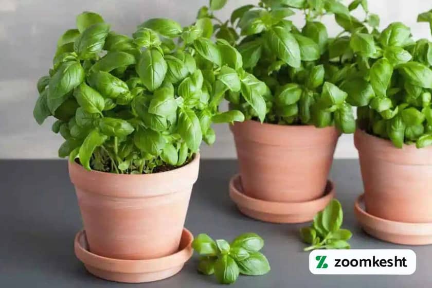 1765997691728-456766720.webp کاشت سبزی