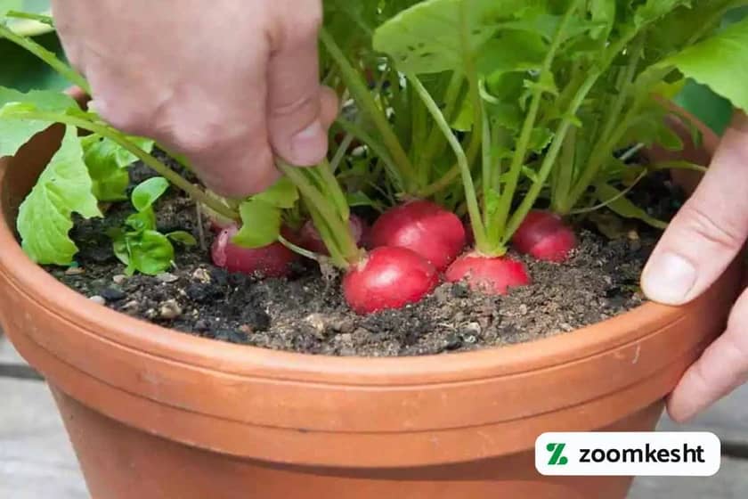 1765997692812-528818629.webp کاشت سبزی تربچه