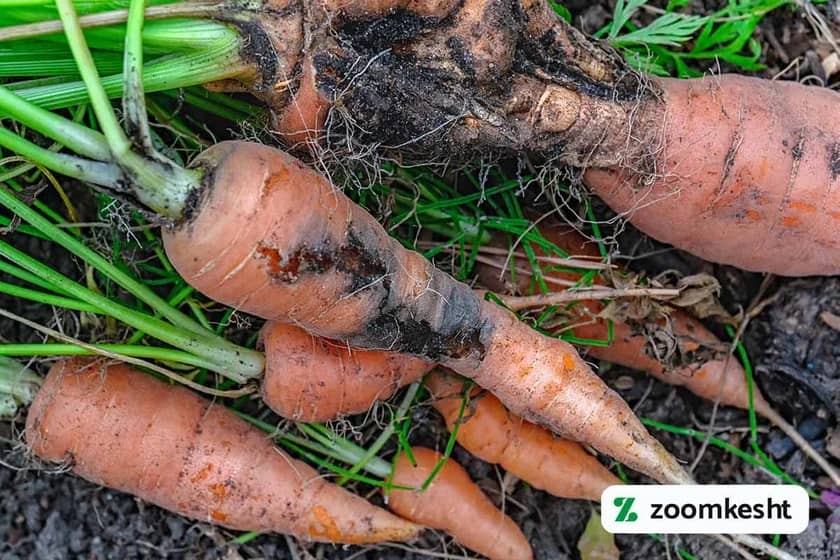 1765997693922-851243158.webp 1765997693922-851243158.webp