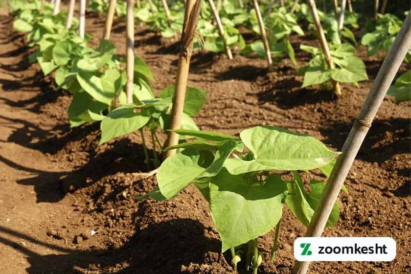 1765997698085-962416380.webp 1765997698085-962416380.webp