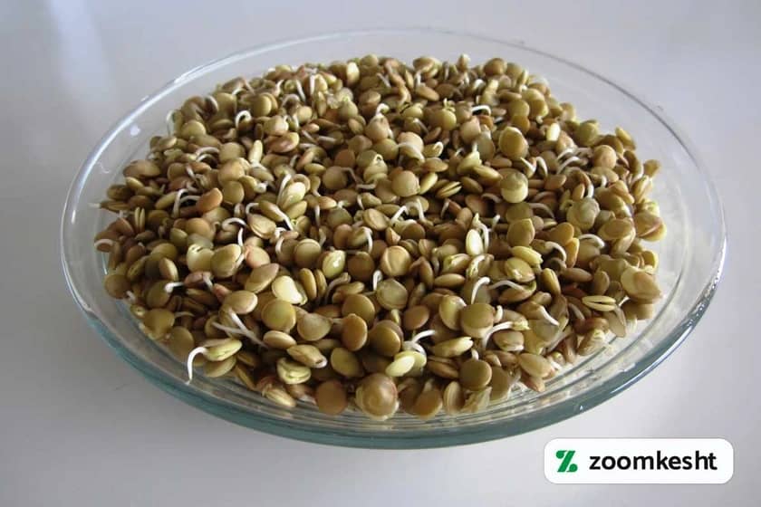 1765997710518-292186991.webp کاشت سبزه