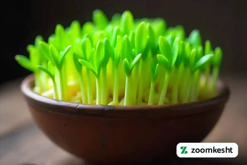 1765997711611-99616027.webp کاشت سبزه عید