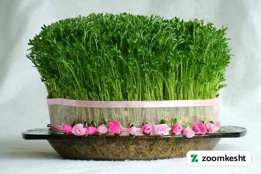 1765997713816-172061979.webp کاشت سبزه