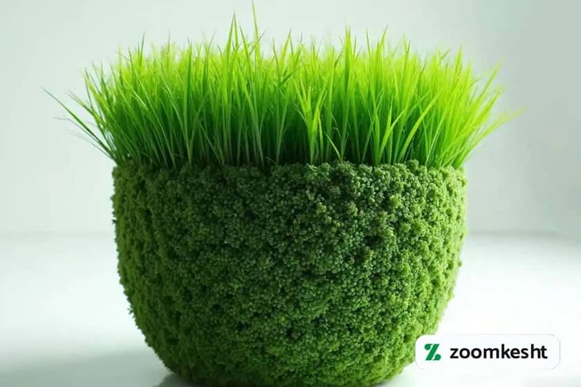 1765997715216-814059841.webp کاشت سبزه در 5روز