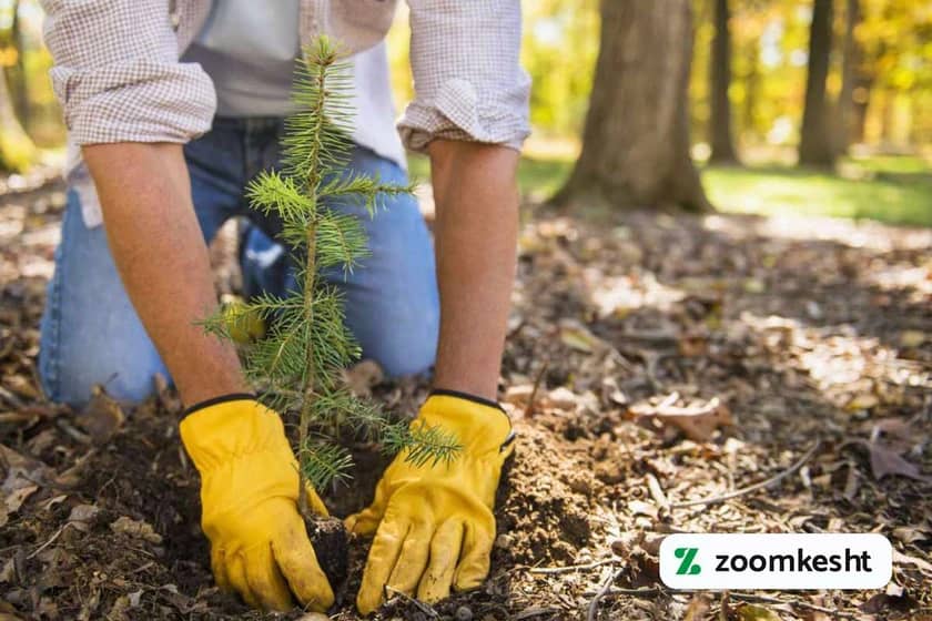 1765997717818-776986133.webp کاشت درخت