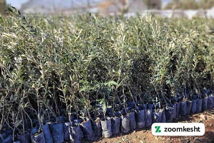 1765997719086-553190862.webp کاشت درخت