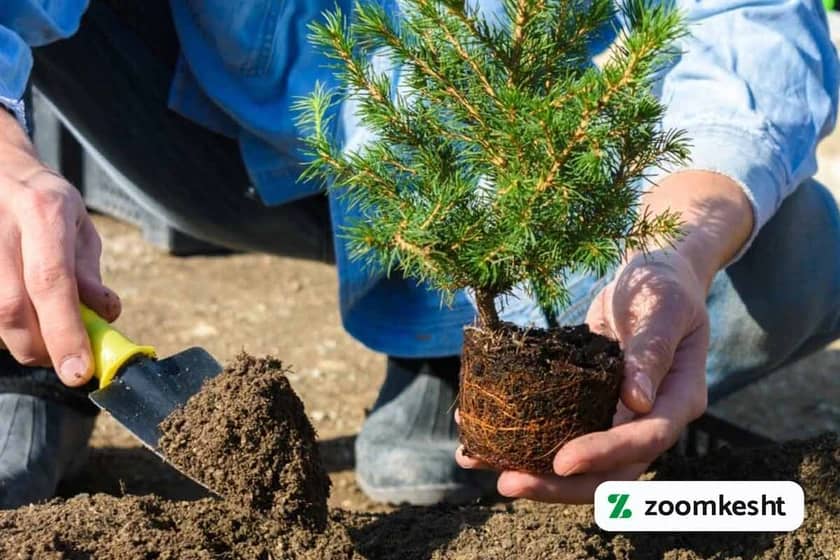 1765997720518-126261880.webp کاشت درخت