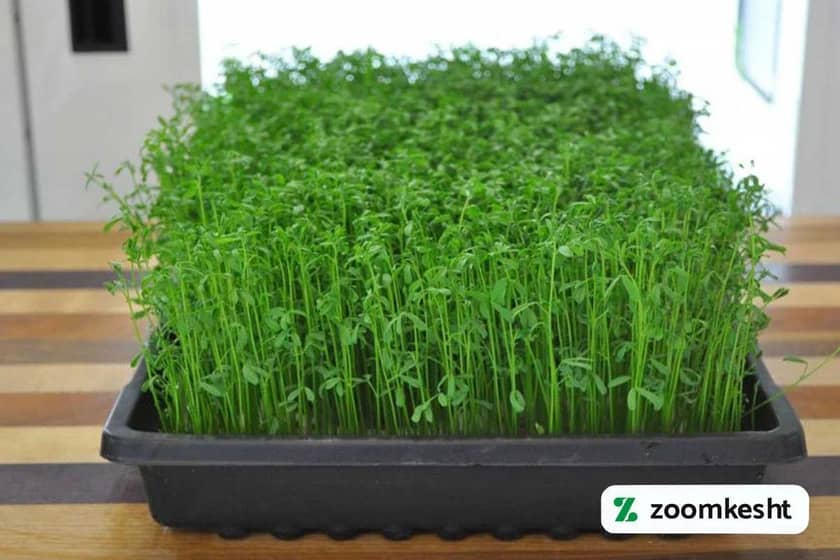 1765997724518-860805089.webp کاشت سبزه عدس