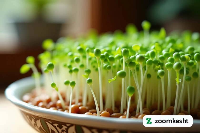 1765997726917-835784606.webp 1765997726917-835784606.webp