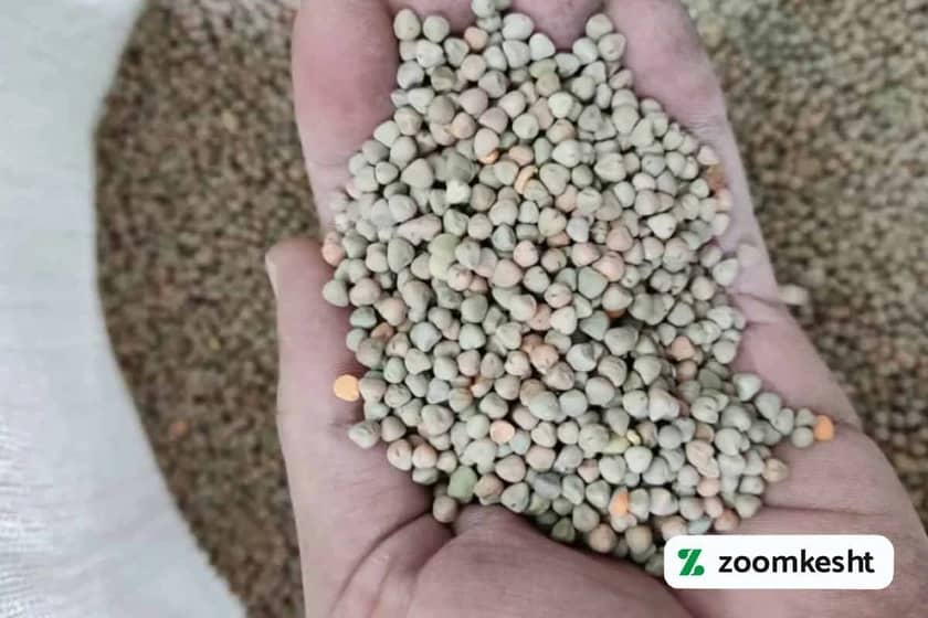 1765997741185-489815058.webp کاشت سبزه گاو دانه