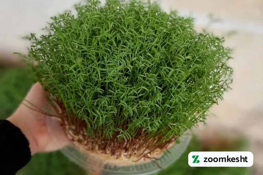 1765997742311-824366462.webp 1765997742311-824366462.webp