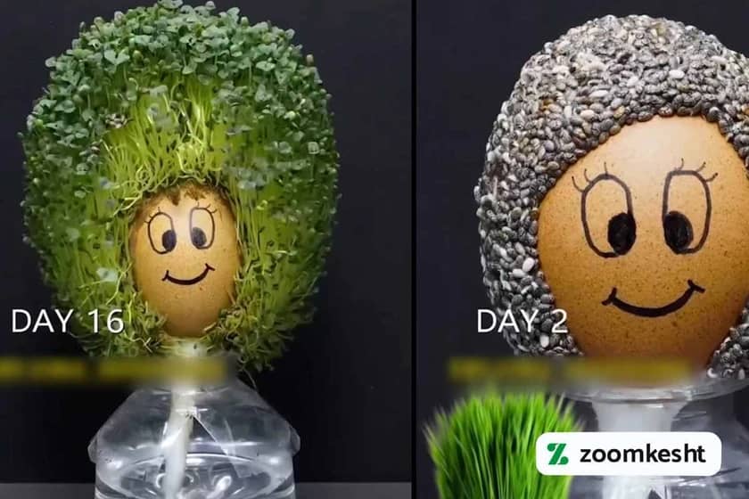 1765997743724-768307497.webp کاشت سبزه تخم شربتی