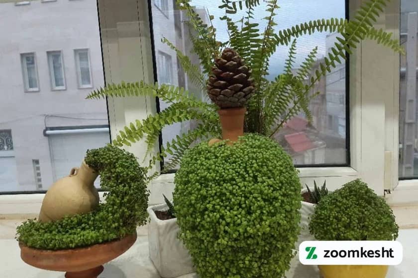 1765997744911-448111104.webp کاشت سبزه تخم شربتی