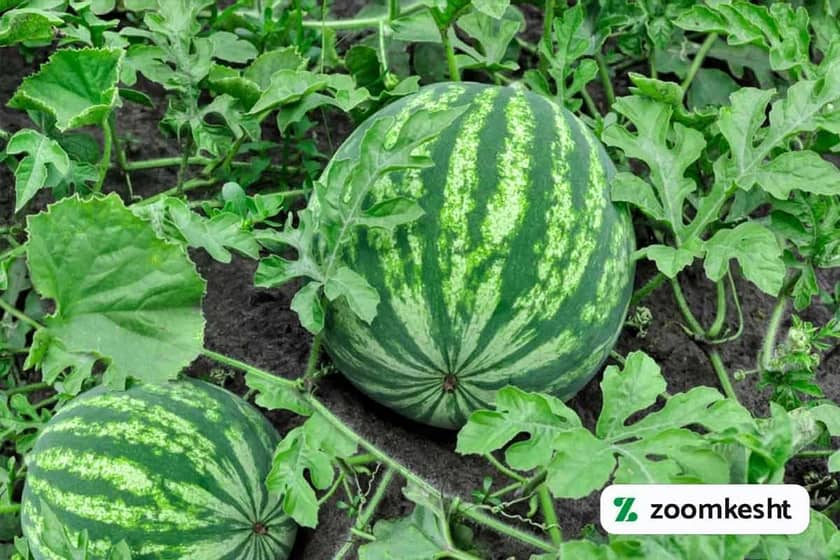 1765997753318-275072557.webp کاشت هندوانه