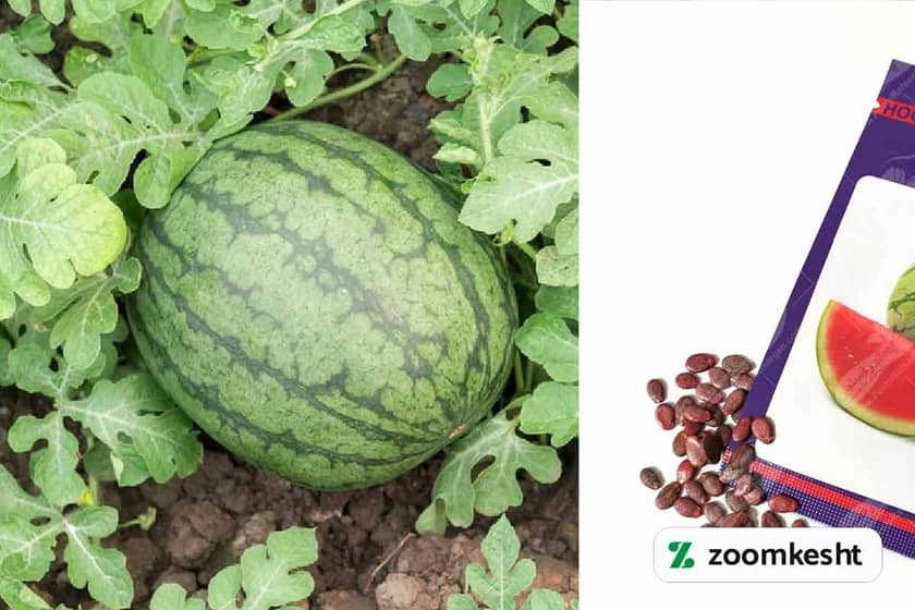 1765997754710-492050493.webp کاشت هندوانه با بذر