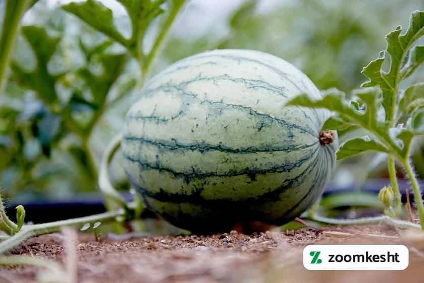 1765997755823-808410401.webp تصویر نزدیک از هندوانه کشت شده در زمین کشاورزی