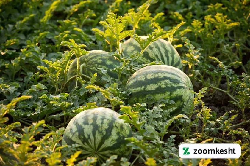 1765997756985-973768030.webp مراقبت و نگهداری بعد کاشت هندوانه