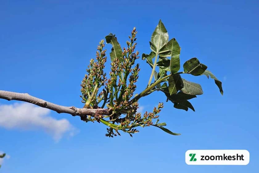 1765997766144-354172099.webp کوددهی پسته