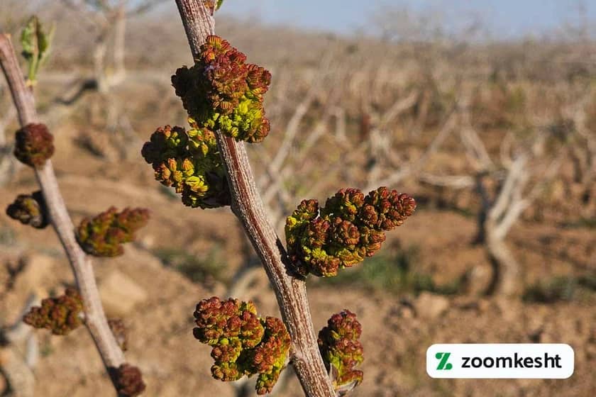 1765997768321-282196814.webp کوددهی پسته