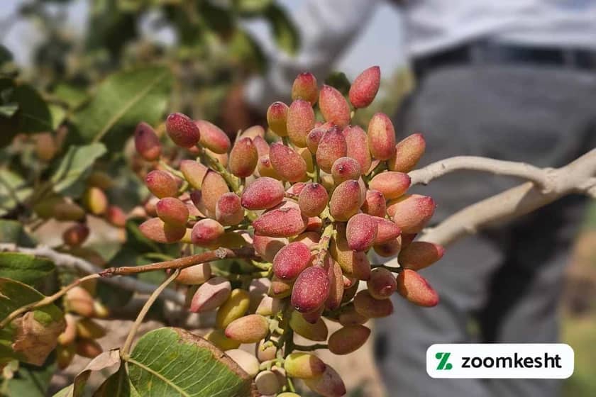 1765997769519-978577593.webp کوددهی پسته