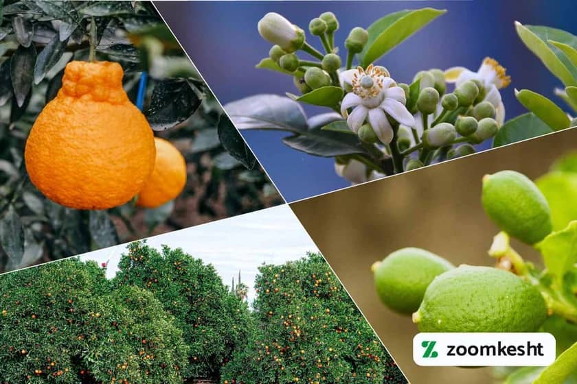 1765997831422-51056161.webp کوددهی مرکبات جنوبی