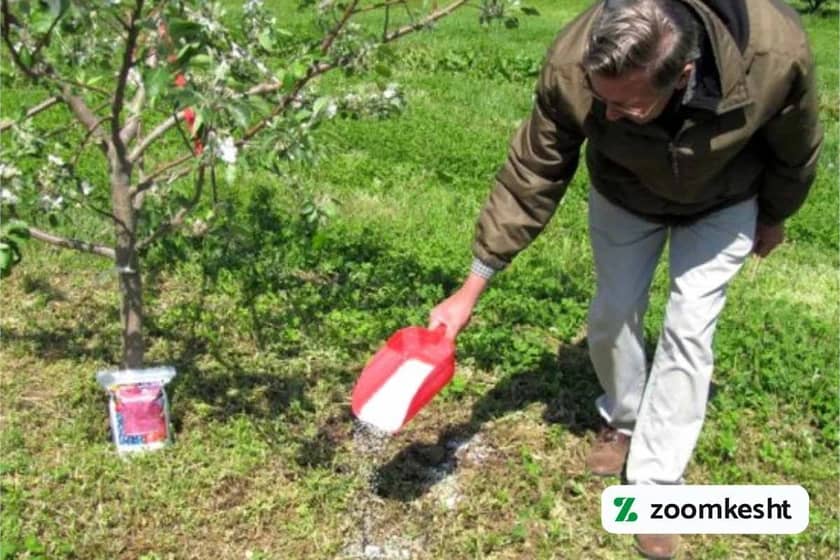 1765997834414-478807722.webp کوددهی درختان مرکبات