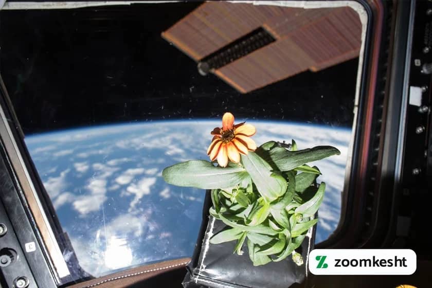 1765997837884-424661747.webp گیاهان تصفیه کننده هوا