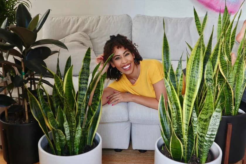 1765997839184-870962892.webp گیاهان تصفیه کننده هوا