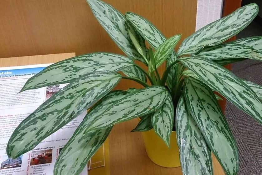 1765997840385-221953218.webp آگلونما "گیاهان تصفیه کننده هوا"