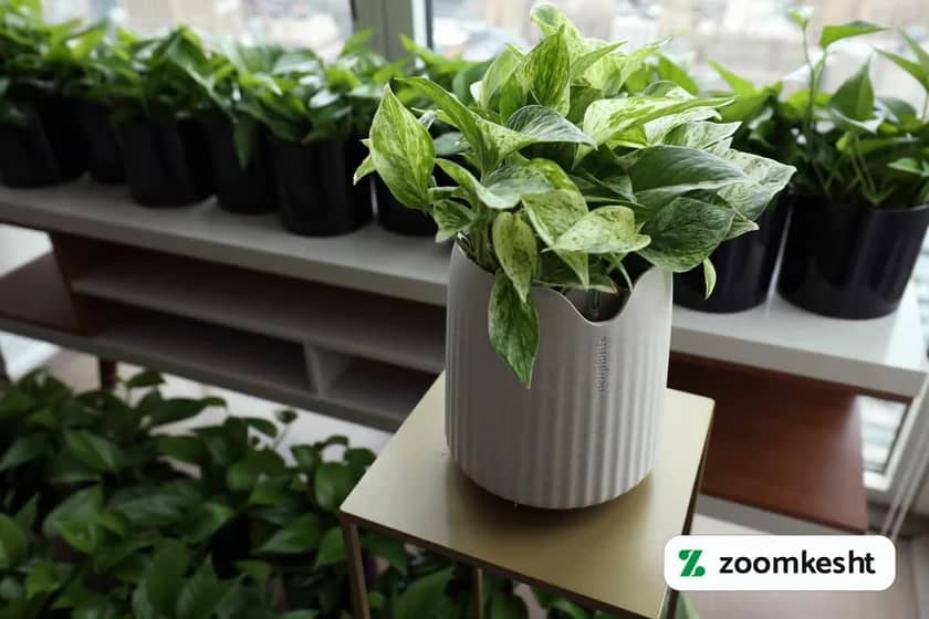 1765997841686-295600376.webp پتوس "گیاهان تصفیه کننده هوا"