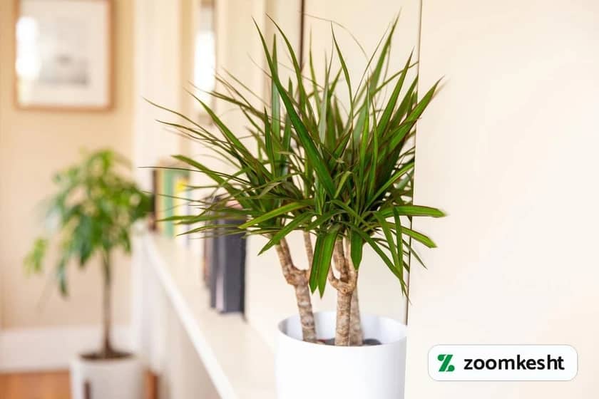 1765997842984-952223361.webp دراسنا