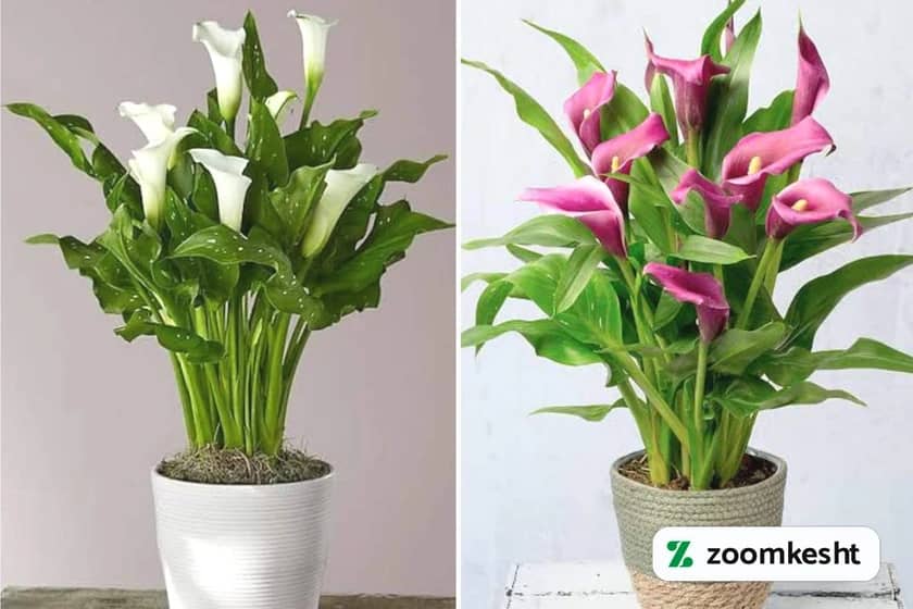 1765997844120-808250721.webp 1765997844120-808250721.webp