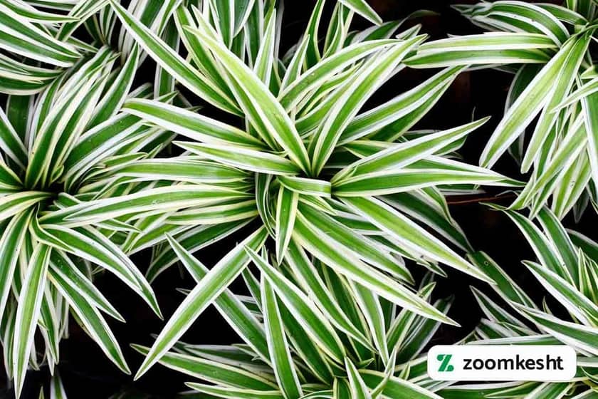 1765997847720-581302982.webp 1765997847720-581302982.webp