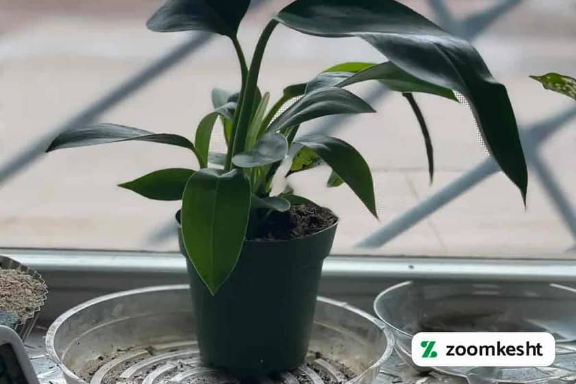 1765997850508-675727239.webp 1765997850508-675727239.webp