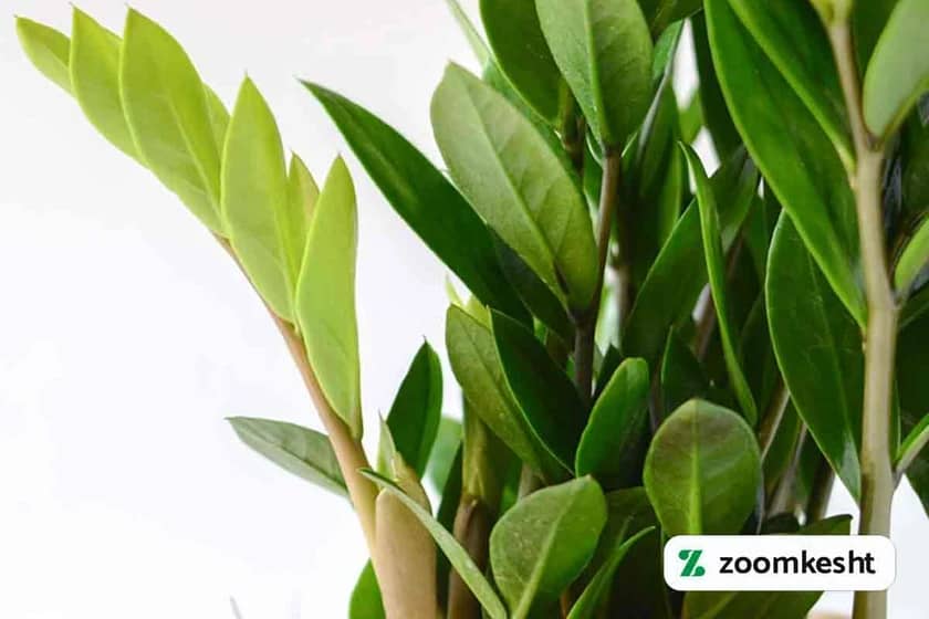 1765997852508-167327009.webp 1765997852508-167327009.webp