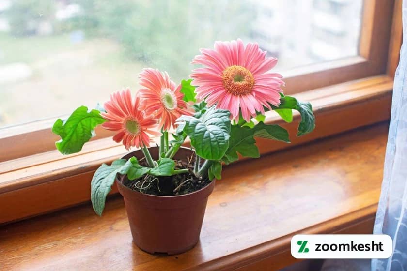 1765997853486-210599805.webp 1765997853486-210599805.webp