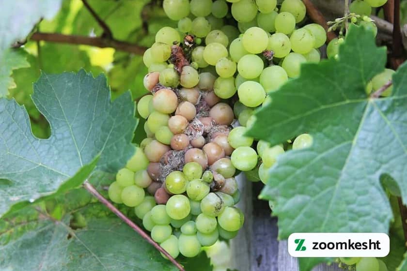 1765997858611-749078735.webp میوه خسارت دیده از آفات درخت انگور