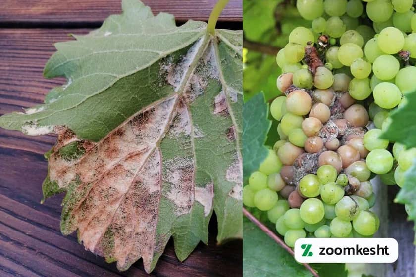 1765997859723-745650854.webp 1765997859723-745650854.webp