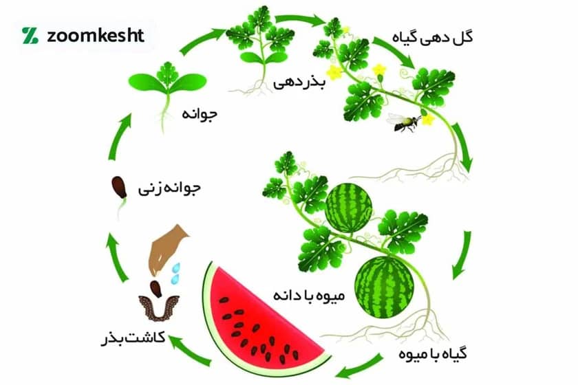 1765997893184-767129324.webp 1765997893184-767129324.webp