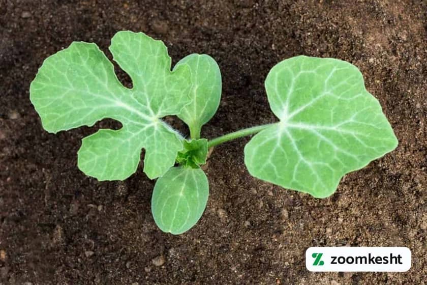 1765997894984-604811258.webp 1765997894984-604811258.webp