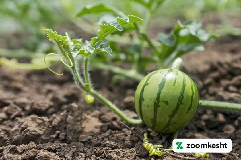 1765997896316-780537915.webp 1765997896316-780537915.webp