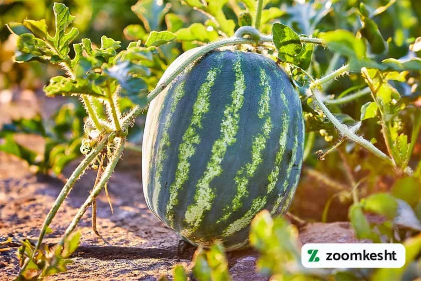 1765997897517-378512054.webp 1765997897517-378512054.webp