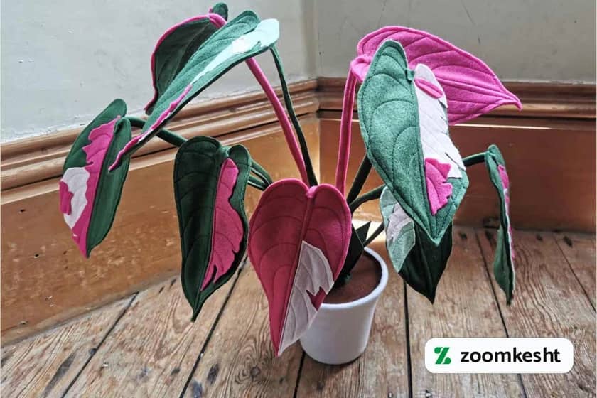 1765997908784-406441923.webp فیلودندرون پینک پرنسس "گیاهان آپارتمانی لوکس"