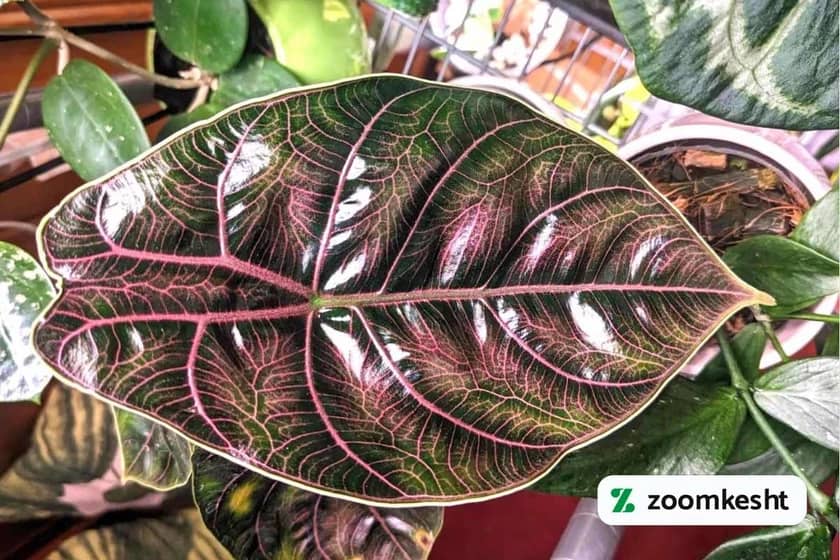 1765997910023-687100498.webp آلوکازیا آزلانی "گیاهان آپارتمانی لوکس"