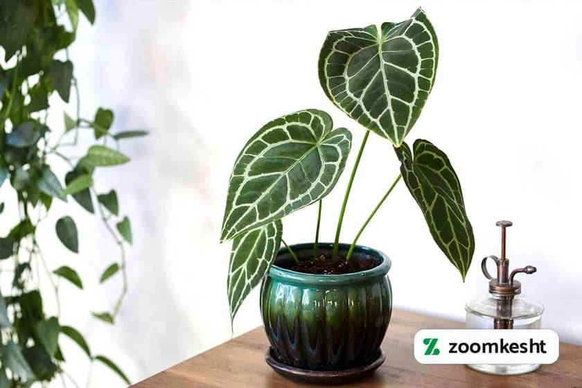 1765997911615-471081227.webp آنتوریوم کریستالینوم "گیاهان آپارتمانی لوکس"