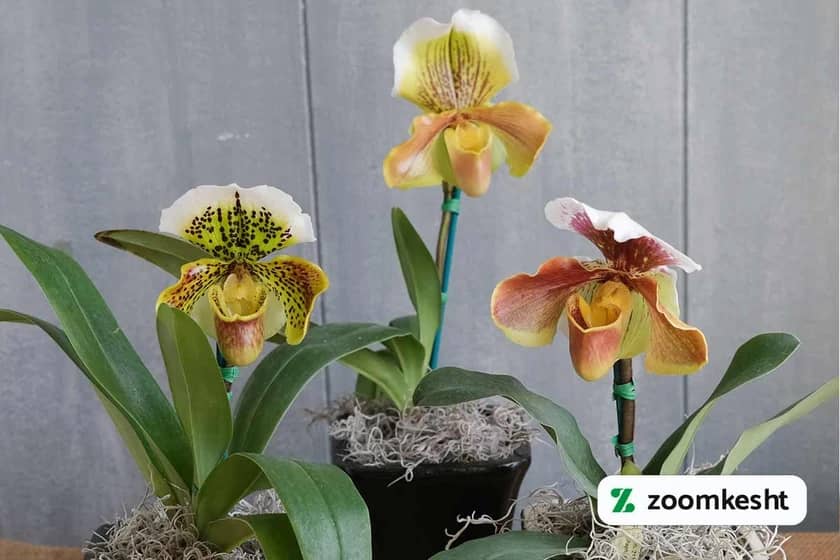 1765997912785-800465477.webp ارکیده ونوس "گیاهان آپارتمانی لوکس"