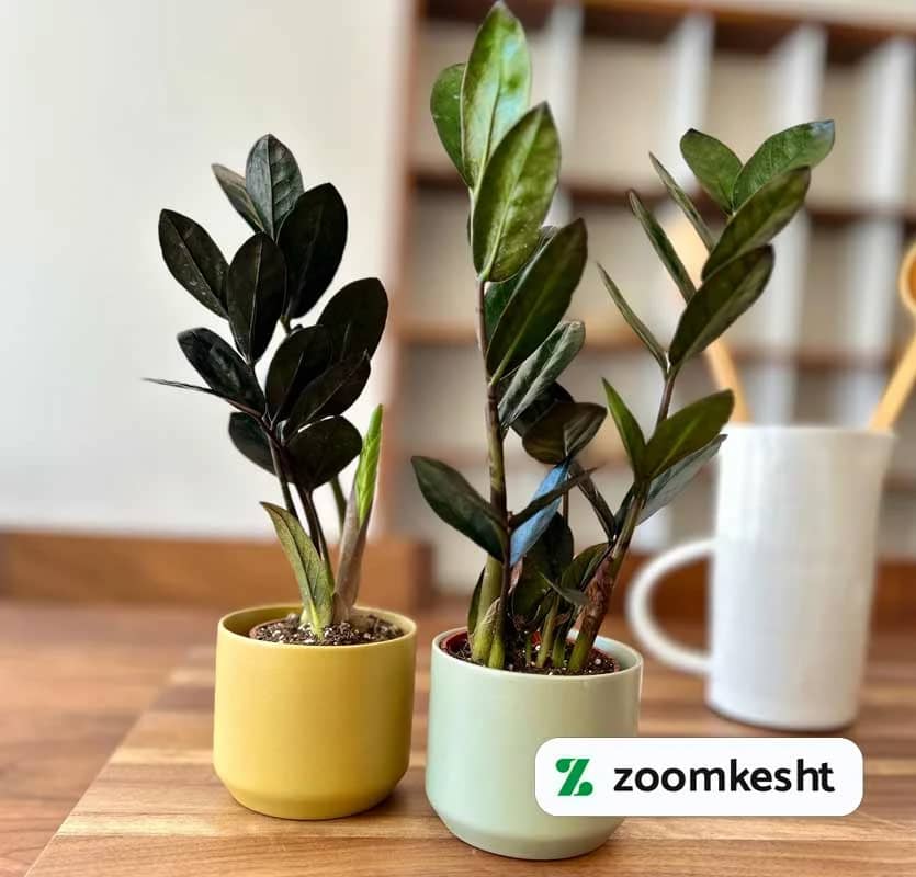 1765997913917-286834715.webp زاموفیلیا ریون "گیاهان آپارتمانی لوکس"