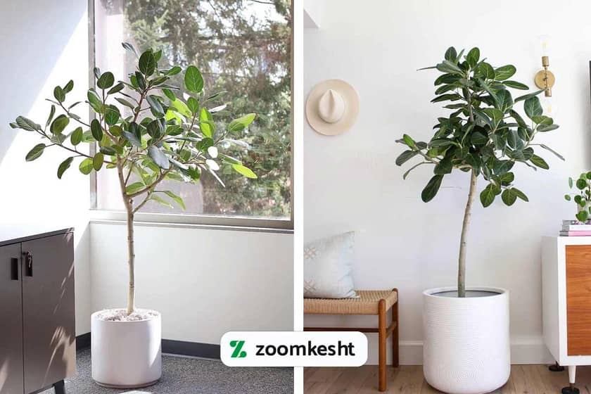 1765997914884-901517199.webp فیکوس آدیتیا "گیاهان آپارتمانی لوکس"