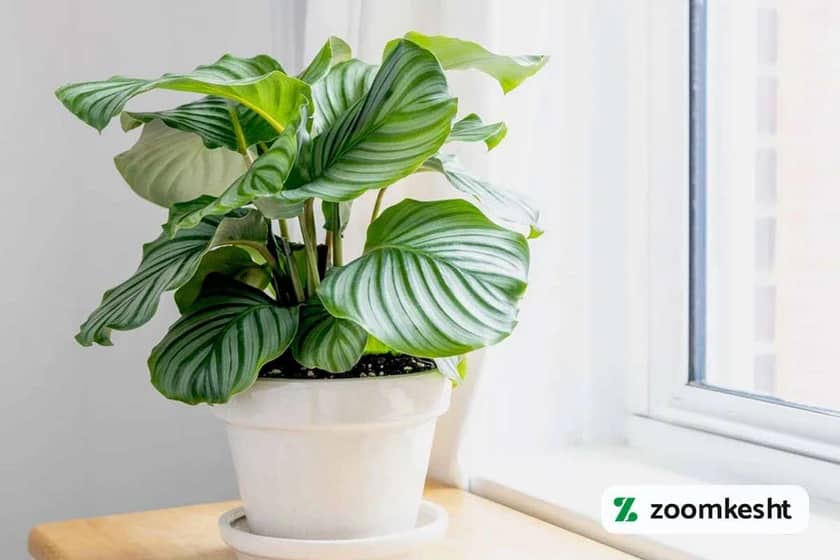 1765997916011-336072187.webp کالاتیا اوربیفولیا