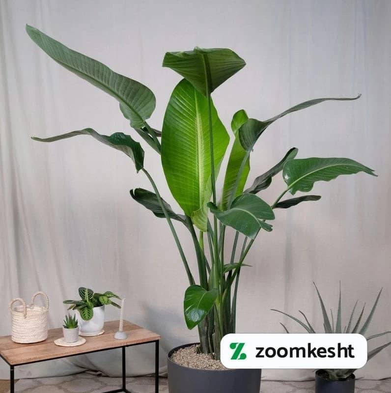 1765997916919-301852448.webp استرلیتزیا نیکولای "گیاهان آپارتمانی لوکس"